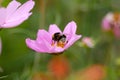Bumble bee collecting pollen from a pink cosmos flower. Royalty Free Stock Photo