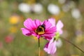 Bumble-bee collecting pollen on pink cosmos flower Royalty Free Stock Photo