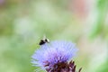 Bumble bee collecting pollen on a plant Royalty Free Stock Photo