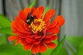Bumble bee collecting pollen on a red Zinnia flower Royalty Free Stock Photo