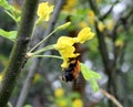 Bumble bee collects nectar from acacia flowers