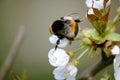 Bumble bee collects nectar on blooming apple tree