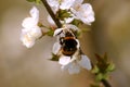 Bumble bee collects nectar on blooming apple tree Royalty Free Stock Photo