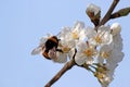 Bumble bee collects nectar on blooming apple tree Royalty Free Stock Photo