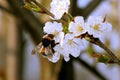 Bumble bee collects nectar on blooming apple tree Royalty Free Stock Photo