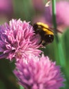 A Bumble bee collects pollen from a Chive flower