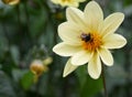 Bumble bee collects pollen from a daffodil flower in the spring