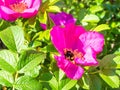 bumble bee collects pollen from flower of dog rose Royalty Free Stock Photo