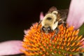 Bumble bee on the colorful center of purple cone flower. Royalty Free Stock Photo