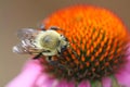 Bumble bee on coneflower Royalty Free Stock Photo