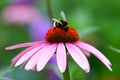 Bumble Bee on Coneflower Royalty Free Stock Photo