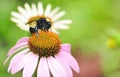 Bumble Bee on Coneflower Royalty Free Stock Photo