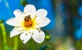 Bumble bee covered with yellow pollen collecting nectar from white flower against blurry background. Important for Royalty Free Stock Photo