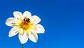 Bumble bee covered with yellow pollen collecting nectar from white flower against deep blue sky. Important for Royalty Free Stock Photo