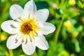 Bumble bee covered with yellow pollen collecting nectar from white flower against green background. Important for Royalty Free Stock Photo