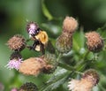 Bumble Bee On Creeping Thistle Royalty Free Stock Photo