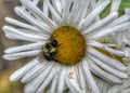 Bumble bee in daisy flower