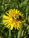 Bumble Bee on Dandelion