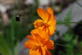 Bumble Bee departing Cosmos Flower Royalty Free Stock Photo