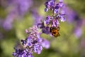 A bumble bee drinking nector from a Catmint, nepeta faassenii, purple flowering garden plant