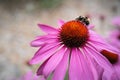 Bumble bee on a echinacea, coneflower Royalty Free Stock Photo