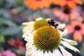 Bumble Bee on Echinacea flower Royalty Free Stock Photo