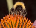 Bumble Bee on Echinacea flower Macro with tongue extended Royalty Free Stock Photo