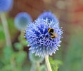 Bumble bee on echinops flower Royalty Free Stock Photo