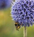 Bumble Bee on Echinops Royalty Free Stock Photo