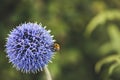 Bumble Bee on Echinops Royalty Free Stock Photo