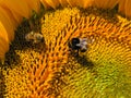 Bumble bee and european honey bee on sunflower flower.