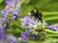 A bumble bee extracting pollen on a Lavendar flower in a garden in Market Harborough, UK