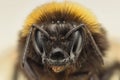 Bumble Bee extreme closeup Royalty Free Stock Photo