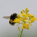 Bumble bee feeding from a bright yellow rapeseed flower