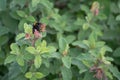 Bumble Bee feeding on a Cistus plant