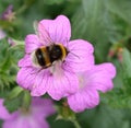 Bumble Bee feeding