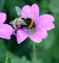 Bumble Bee feeding