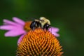 Bumble bee feeding on nectar from purple coneflower wildflower Royalty Free Stock Photo