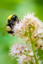 Bumble bee feeding on pink flowers