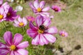 Bumble bee feeding from pink and white Cosmos flower Royalty Free Stock Photo