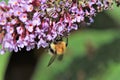 Bumble bee feeding on a purple buddleia tree Royalty Free Stock Photo