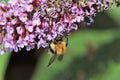 Bumble bee feeding on a purple buddleia tree