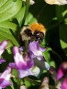 Bumble Bee feeding on purple flower Lathyrus