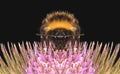 Bumble Bee feeding on a teasel flower - macro of face Royalty Free Stock Photo