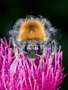 Bumble Bee feeding on thistle - macro of face Royalty Free Stock Photo