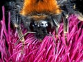 Bumble Bee feeding on thistle - macro of face Royalty Free Stock Photo