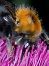 Bumble Bee feeding on thistle - macro of face Royalty Free Stock Photo