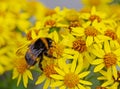 Bumble bee feeding on yellow ragwort Royalty Free Stock Photo