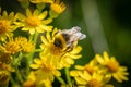 Bumble bee feeding on yellow ragwort flowers.
