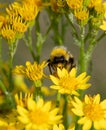 Bumble bee feeding on yellow ragwort flowers.